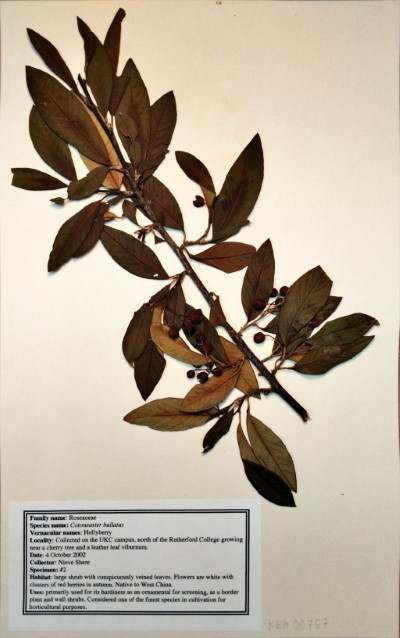 NS02 Cotoneaster bullatus Bois