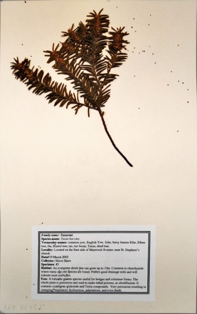 NS03 Taxus baccata L.