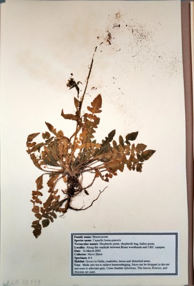 NS04 Capsella bursa-pastoris L.