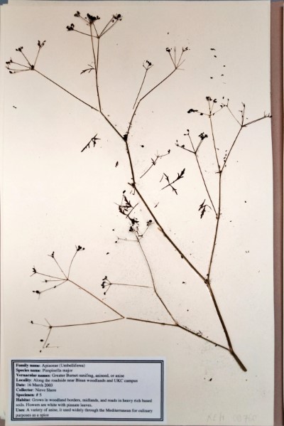 NS05 Pimpinella major (L.) Huds.