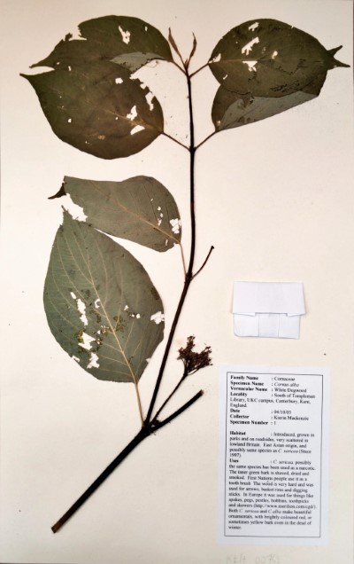 KM01 Cornus alba L.