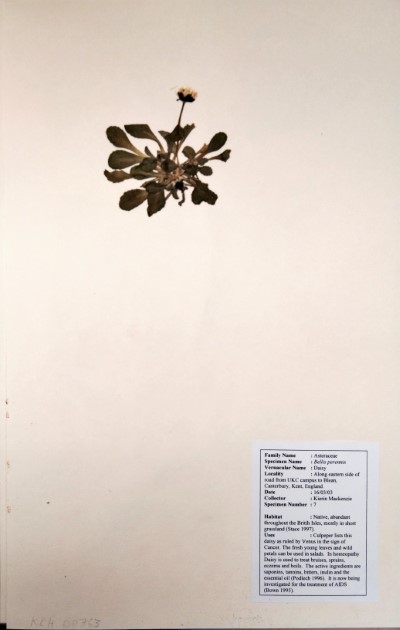 KM07 Bellis perennis L.