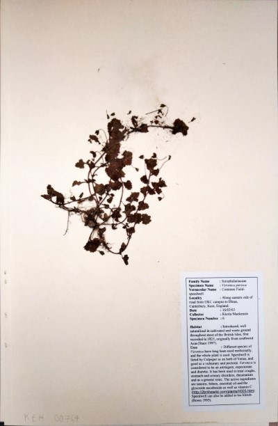 KM06 Veronica persica Poir.