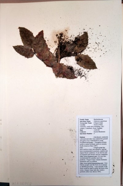 KM05 Mahonia aquifolium (Pursh) Nutt.