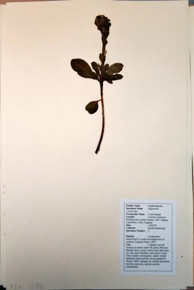 KM04 Euphorbia corallioides L.