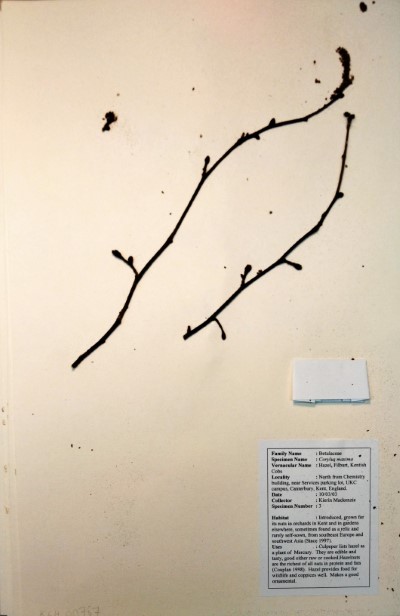 KM03 Corylus maxima Mill.