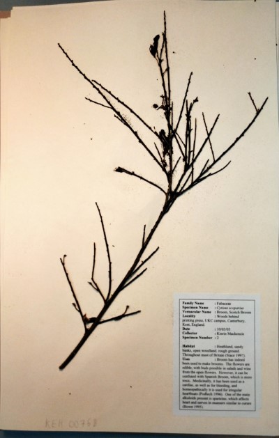 KM02 Cytisus scoparius (L.) Linl