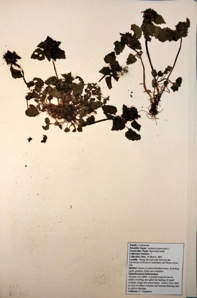 TC07 Lamium purpureum L.