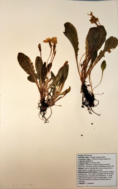 TC09 Primula vulgaris Huds.