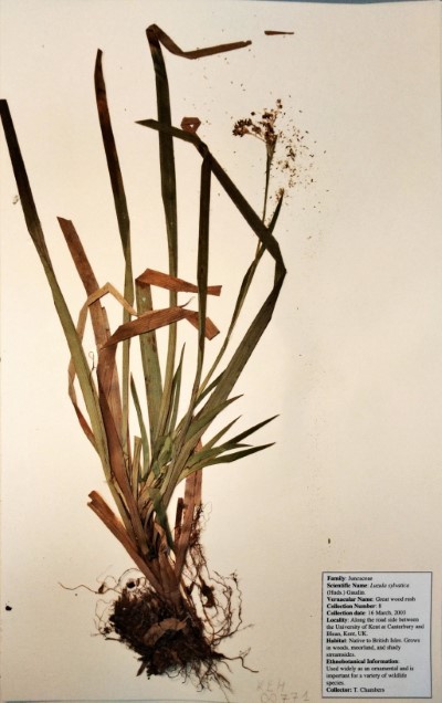 TC08 Luzula sylvatica (Huds.) Gaudin