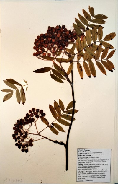 TC05 Sorbus aucuparia L.