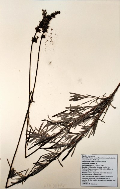 TC04 Lavandula x intermedia (L. angustifolia x L. latifolia) Loisel.