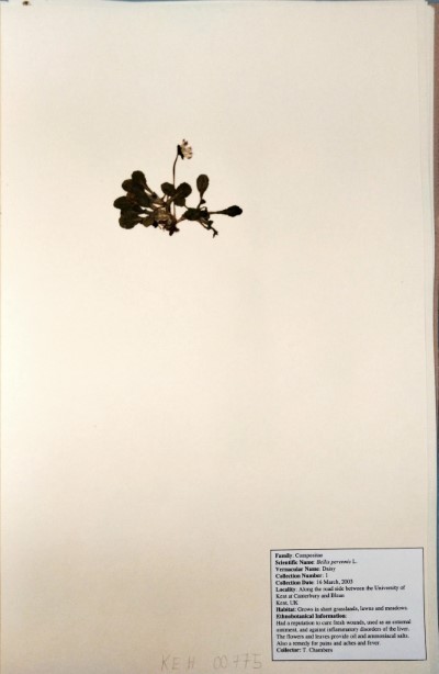 TC01 Bellis perennis L.