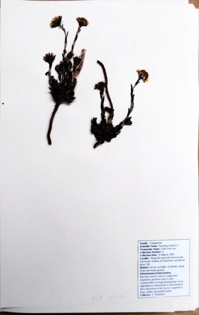 TC06 Tussilago farfara L.