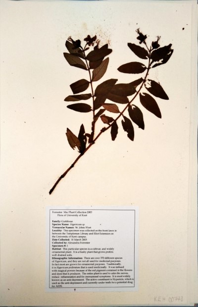 AF01 Hypericum spp.