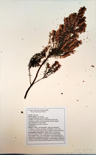 AF02 Erica carnea L.