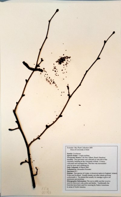 AF03 Corylus avellana L.