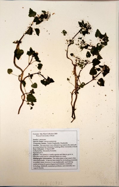 AF04 Lamium purpureum L.