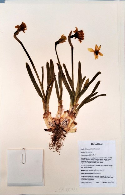 SB06 Narcissus spp.