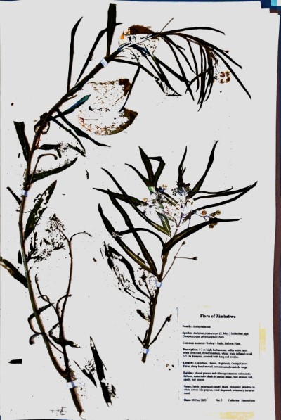 SB03 Asclepias physocarpa (E. Mey.) Schltr.