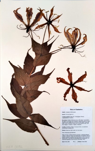 SB02 Gloriosa superba L.