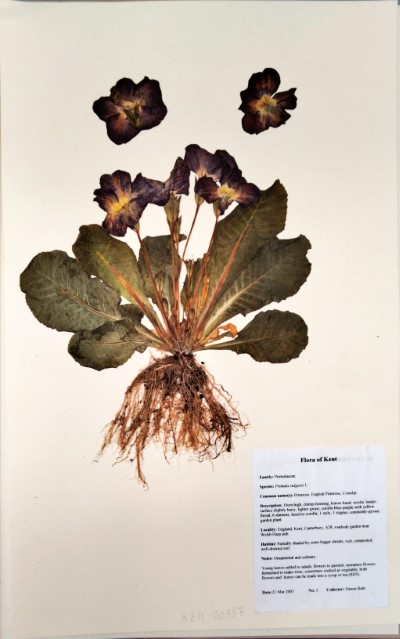 SB05 Primula vulgaris Huds.