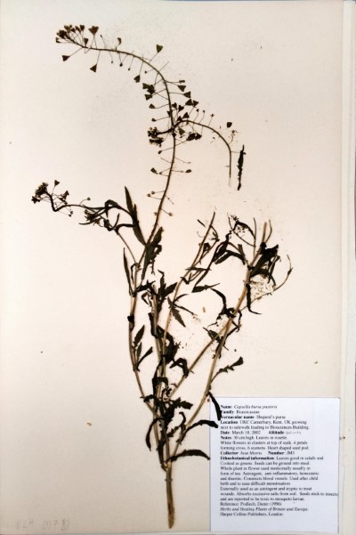 JMR3 Capsella bursa-pastoris (L.) Medik.