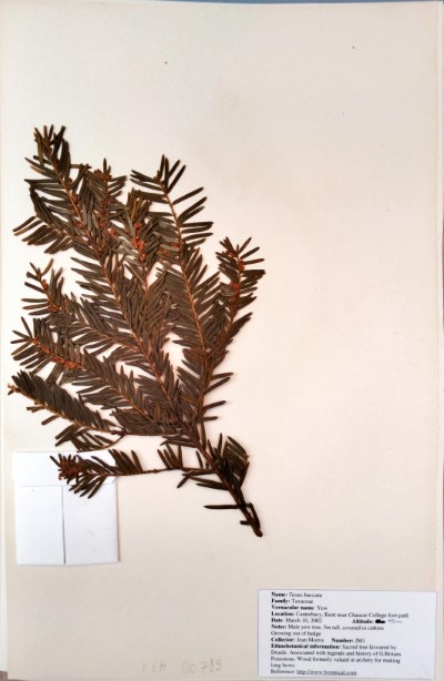 JMR1 Taxus baccata L.