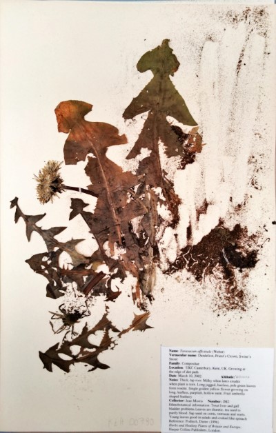 JMR2 Taraxacum officinale (L.) W.W.Weber ex F.H.Wigg.