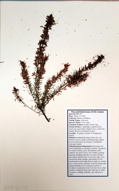 RM05 Erica carnea L.