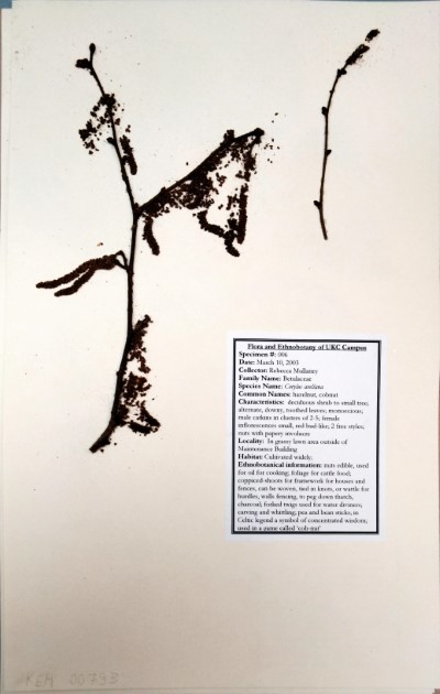 RM06 Corylus avellana L.