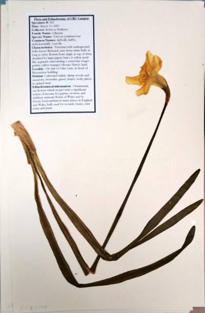 RM02 Narcissus pseudonarcissus L.