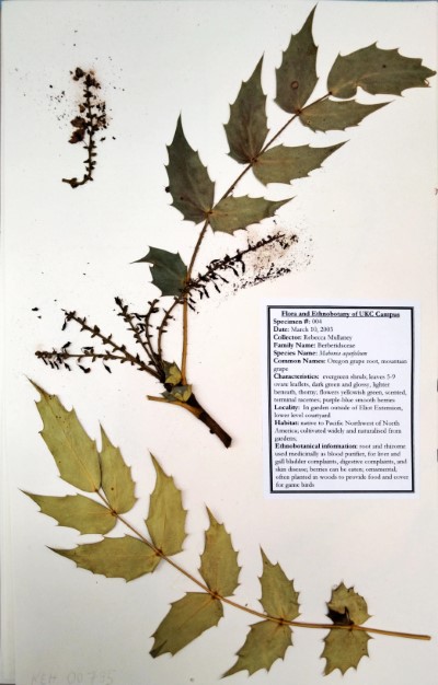 RM04 Mahonia aquifolium (Pursh) Nutt.