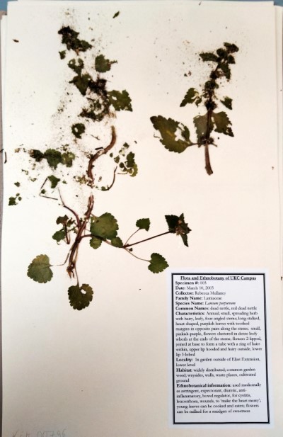 RM03 Lamium purpureum L.