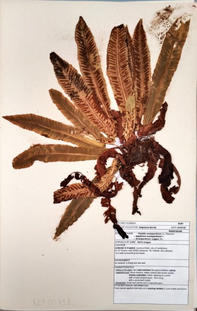 SCB1 Asplenium scolopendrium L.
