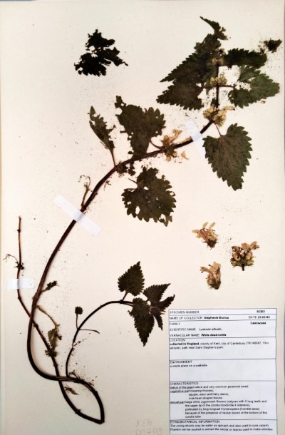 SCB3 Lamium album L.