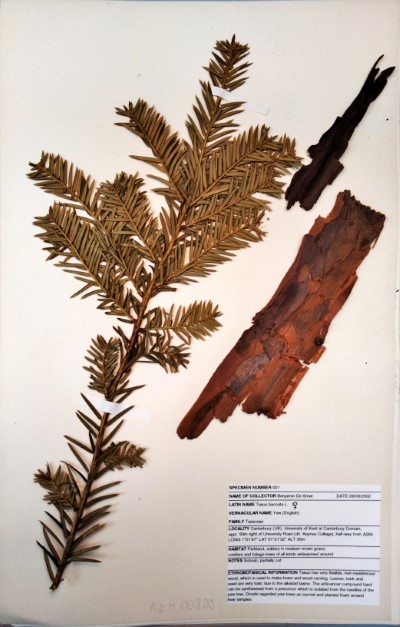 BDS1 Taxus  baccata L.