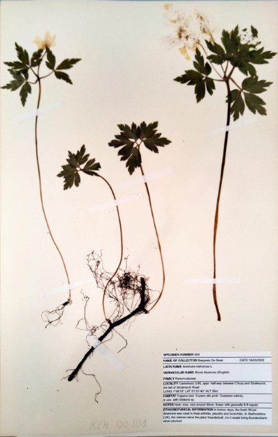 BDS3 Anemone  nemorosa L.