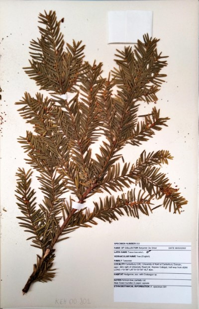 BDS2 Taxus baccata L.