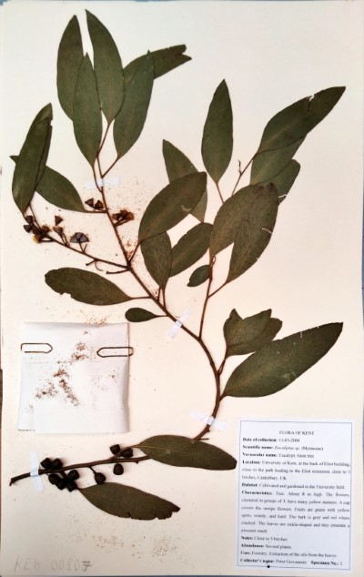 PG01 Eucaliptus spp.