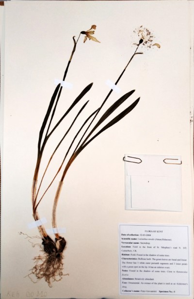 PG08 Galanthus nivalis L.