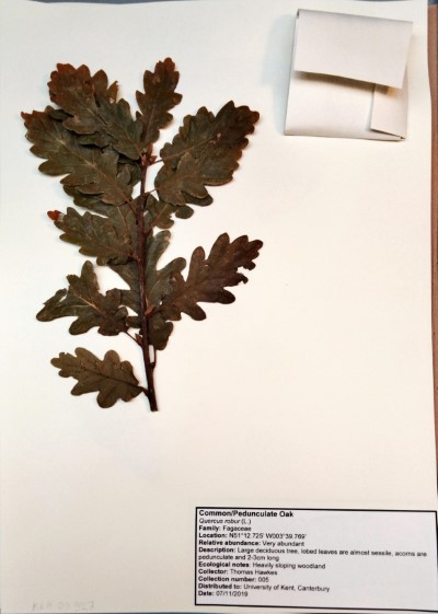 TH005 Quercus robur L.