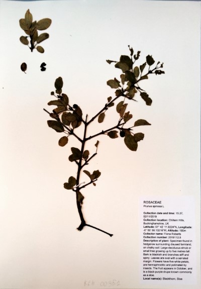 FRB112.5 Prunus spinosa L.